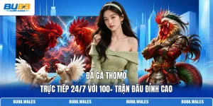 Đá Gà Thomo | Trực Tiếp 24/7 Với 100+ Trận Đấu Đỉnh Cao